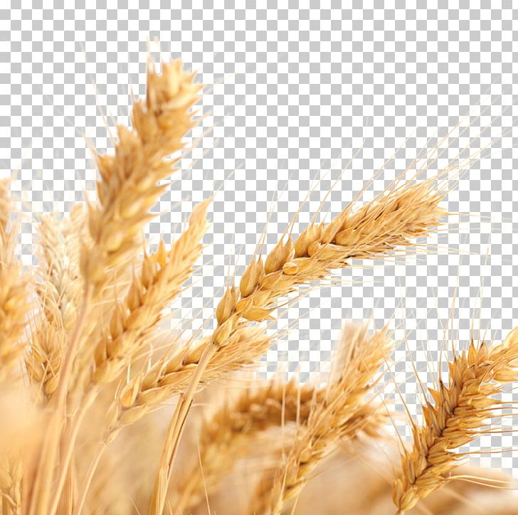 Common Wheat Wheat Allergy Ear Cereal Harvest PNG, Clipart, Agriculture, Avena, Bumper, Cartoon Wheat, Crop Free PNG Download