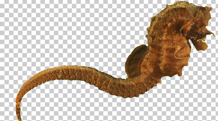 Seahorse Animal PNG, Clipart, Animal, Conservation, Fish, Horse, North Sulawesi Free PNG Download