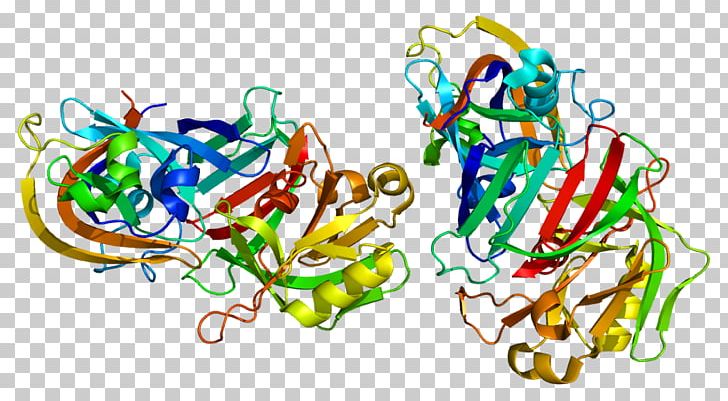 Cathepsin D Enzyme Cathepsin G Protein PNG, Clipart, Art, Cathepsin, Chromosome, Chromosome 11, Enzyme Free PNG Download