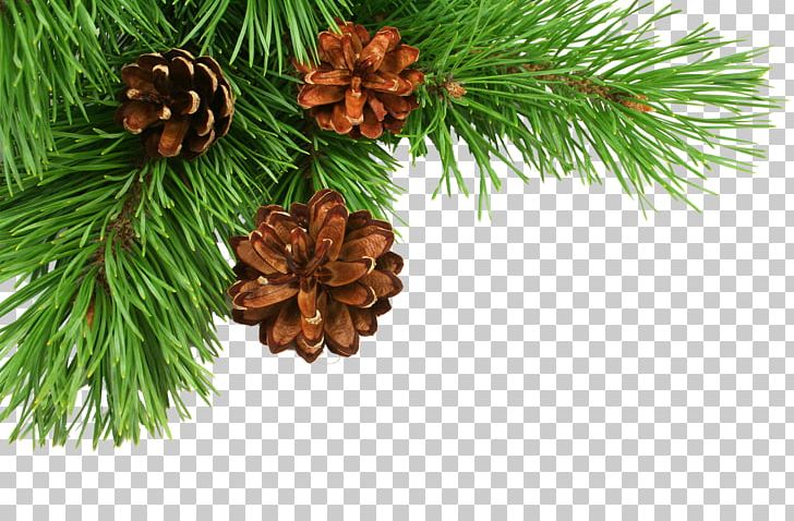 Christmas Tree Pine Conifer Cone PNG, Clipart, Branch, Candle, Cedar, Cedar Wood, Christmas Free PNG Download