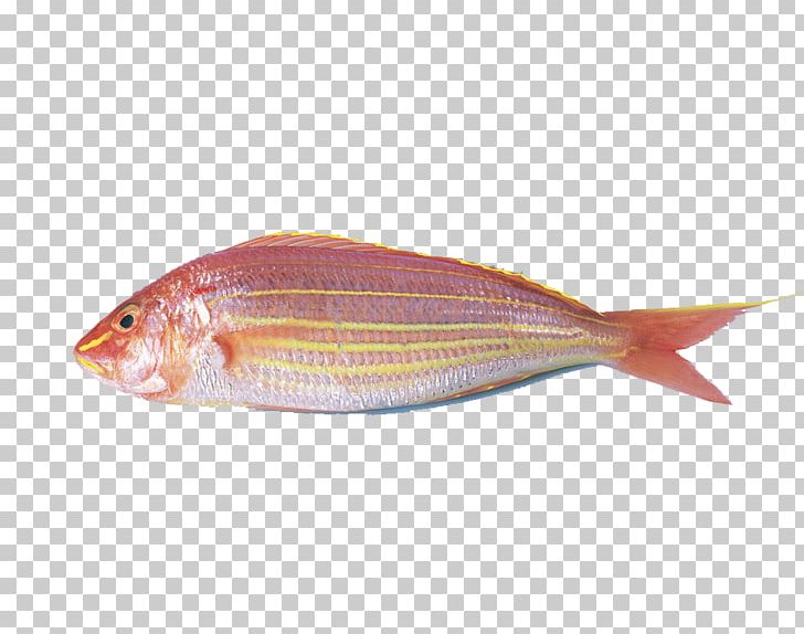 Carassius Auratus Surimi Fish Ball Northern Red Snapper Oyster PNG, Clipart, Animal, Animals, Animal Source Foods, Carassius Auratus, Fauna Free PNG Download