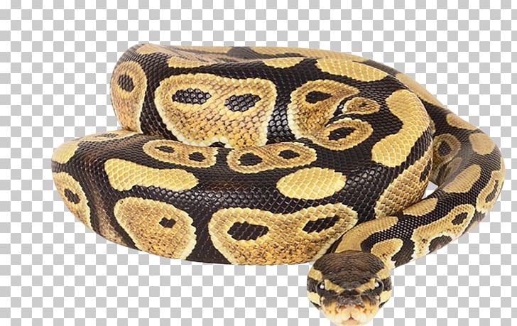 Dwarf Burmese Python Ball Python Reticulated Python African Rock Python Snake PNG, Clipart, African Rock Python, Anaconda, Animals, Ball Python, Boa Constrictor Free PNG Download