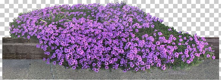 Flower Garden PNG, Clipart, Cdr, Download, English Lavender, File Size, Flower Free PNG Download