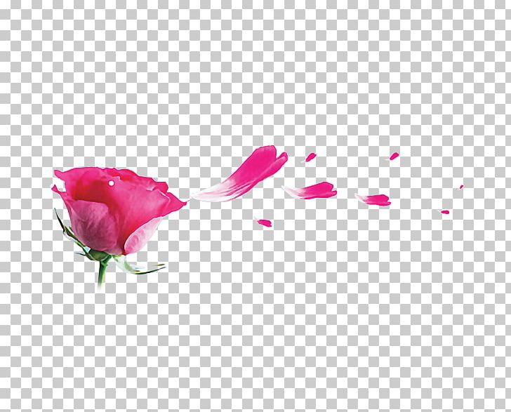 Garden Roses Beach Rose Pink Petal PNG, Clipart, Download, Encapsulated Postscript, Float, Floral Design, Flower Free PNG Download