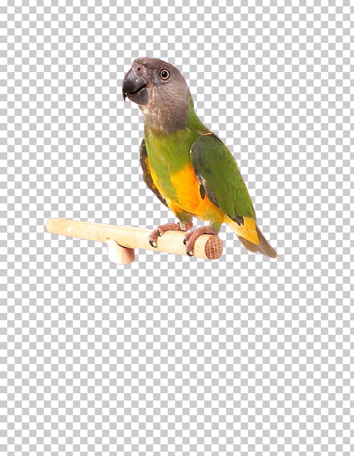 Lovebird Cockatiel Budgerigar Parakeet PNG, Clipart, Aliexpress, Animals, Beak, Bird, Chew Toy Free PNG Download