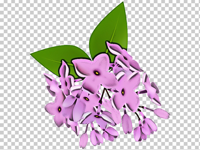 Lilac Flower Violet Purple Plant PNG, Clipart, Cattleya, Daphne,  Dendrobium, Flower, Leaf Free PNG Download