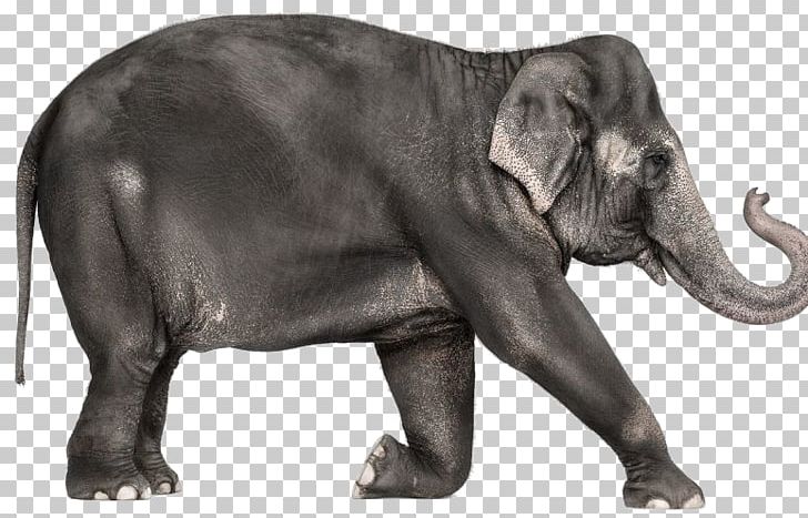 African Elephant Indian Elephant Creature PNG, Clipart, Andrew Zuckerman, Animal, Animals, Baby Elephant, Cute Elephant Free PNG Download