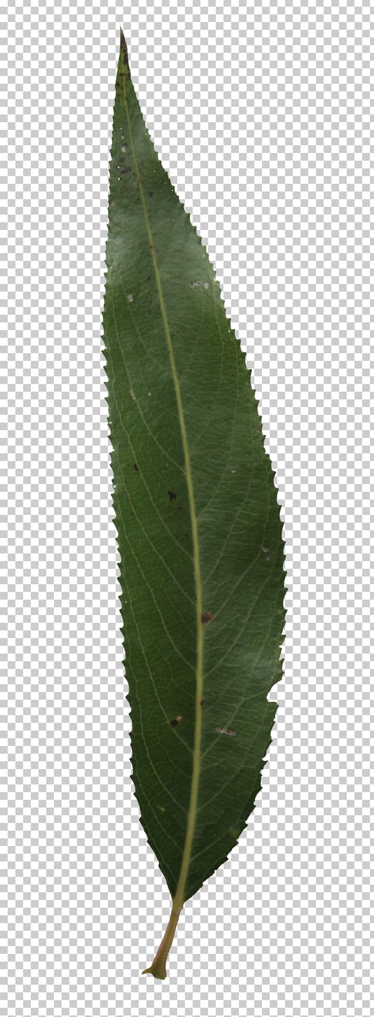 Leaf Plant Stem PNG, Clipart, Leaf, Leaf Texture, Plant, Plant Stem, Texture Free PNG Download