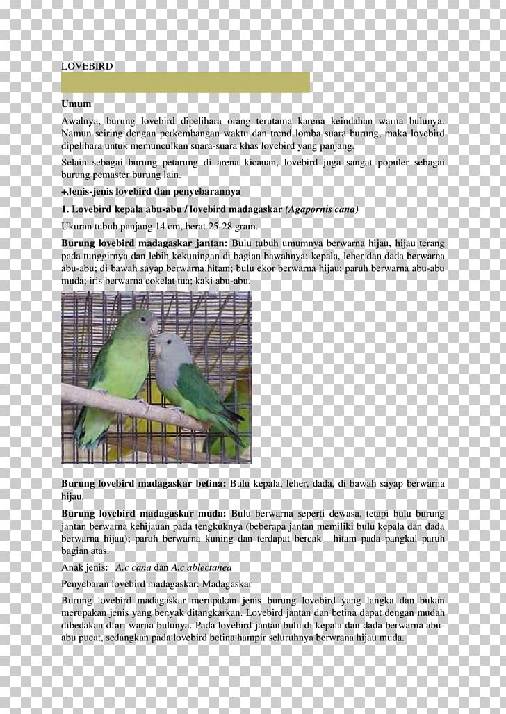 Lovebird Africans Angle Brochure PNG, Clipart, Africa, Africans, Angle, Brochure, Contact Free PNG Download