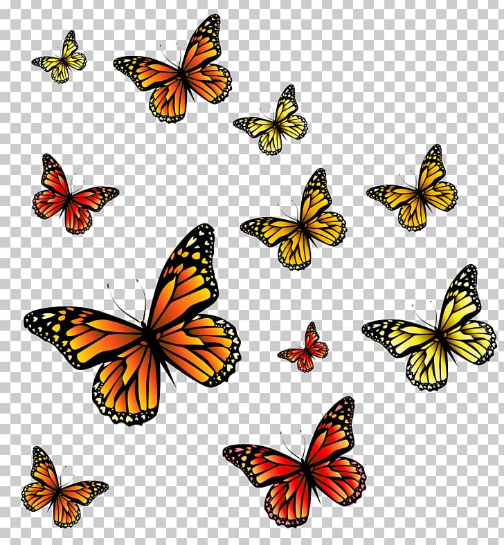 Monarch Butterfly PNG, Clipart, Brush Footed Butterfly, Butter, Butterflies, Butterfly, Butterfly Effect Free PNG Download
