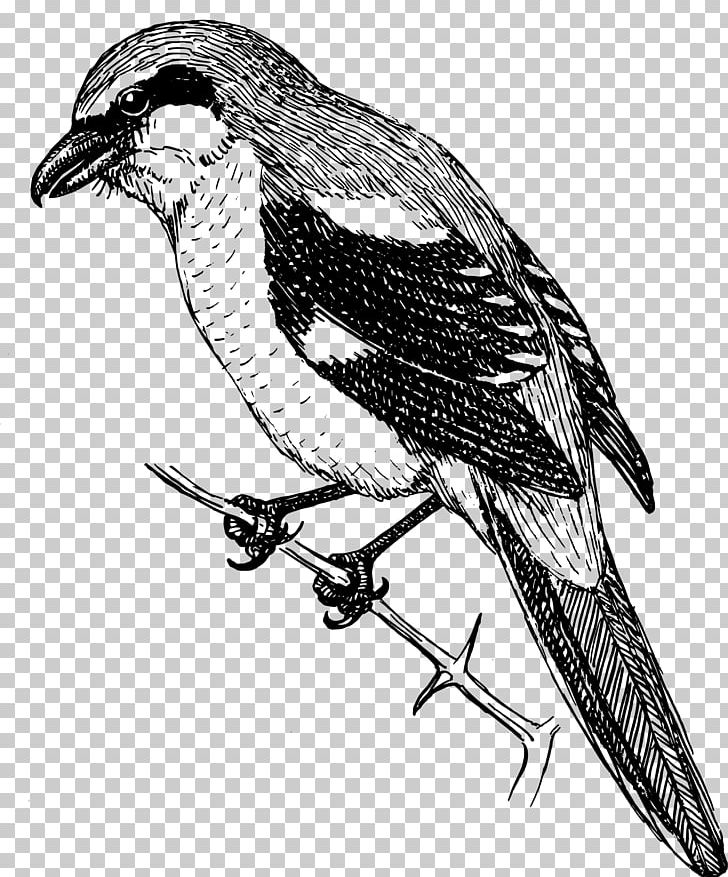 Bird PNG, Clipart, Animals, Beak, Biology, Bird, Bird Of Prey Free PNG Download