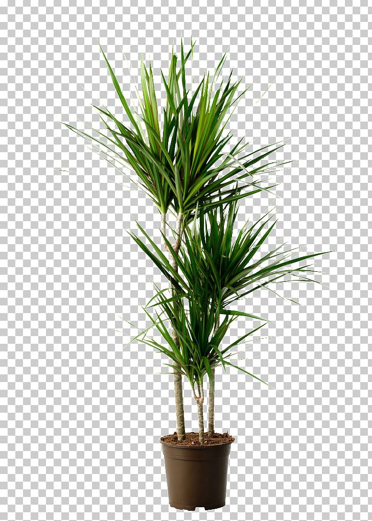 Dragon Tree Houseplant Dracaena Reflexa Var. Angustifolia Dracaena Fragrans PNG, Clipart, Arecales, Asparagaceae, Chlorophytum Comosum, Dracaena, Dracaena Aletriformis Free PNG Download