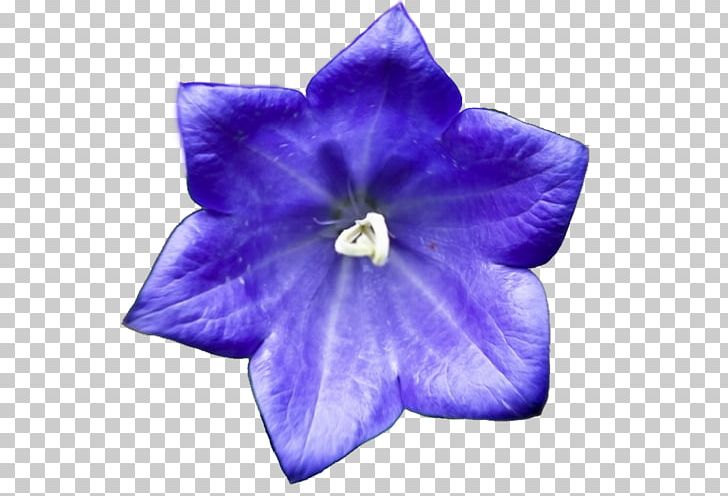 Harebell .no Spirit Earth Tumblr PNG, Clipart, 20 July, Alien, Aliens, Bellflower Family, Blue Free PNG Download