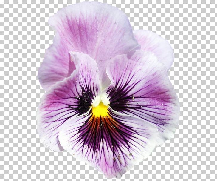 Pansy Violet PNG, Clipart, Flower, Flowering Plant, Nature, Pansy, Petal Free PNG Download