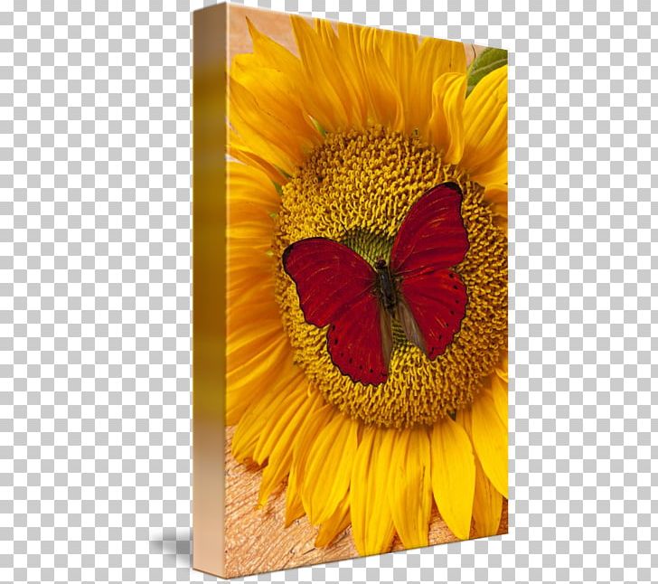 Butterfly Common Sunflower Insect Yellow PNG, Clipart, Butterfly, Color, Common Sunflower, Flower, Flowering Plant Free PNG Download