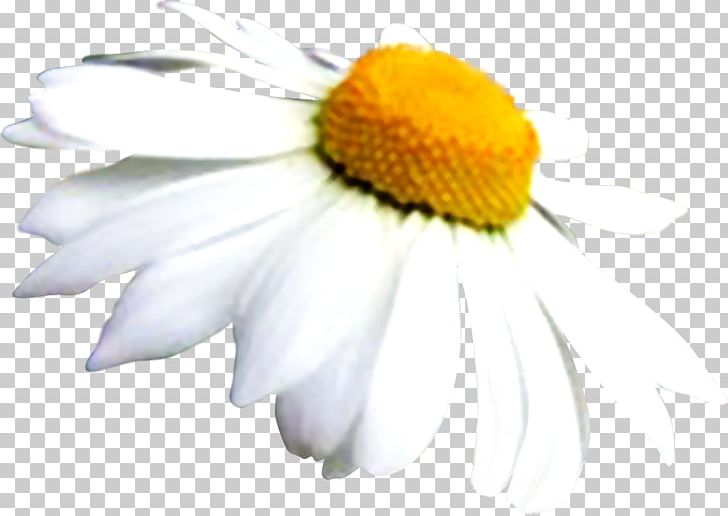 Common Daisy Oxeye Daisy Daisy Family Roman Chamomile PNG, Clipart, Blackeyed Susan, Camomile, Chamaemelum Nobile, Chamomile, Chrysanthemum Free PNG Download