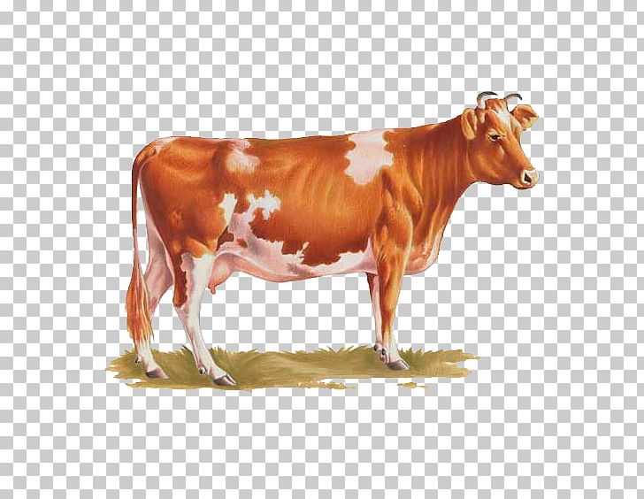 Dairy Cattle Ayrshire Cattle Calf Texas Longhorn Bull PNG, Clipart, Angus Cattle, Animals, Animal Slaughter, Ayrshire Cattle, Breed Free PNG Download