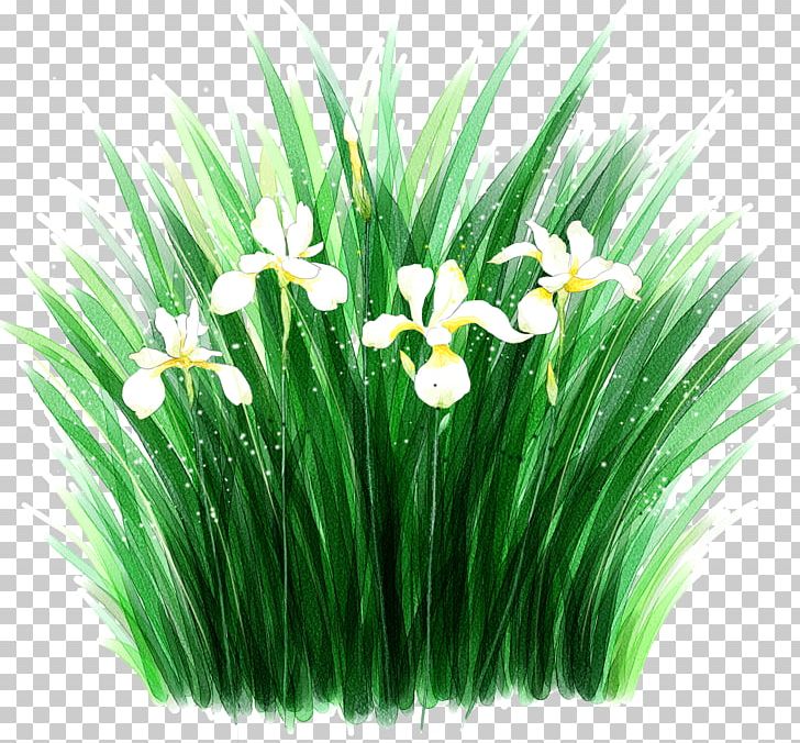 Flower Desktop Irises PNG, Clipart, Desktop Wallpaper, Download, Flower, Flowering Plant, Galanthus Free PNG Download