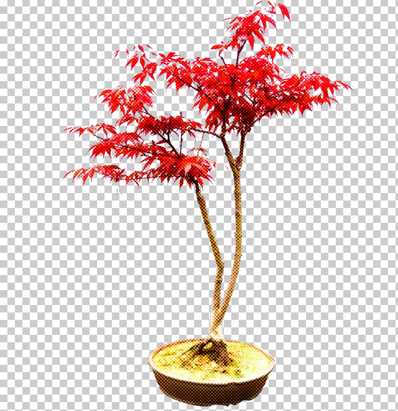 Tree Plant Houseplant Flower Woody Plant PNG, Clipart, Bonsai, Flower, Flowerpot, Houseplant, Leaf Free PNG Download