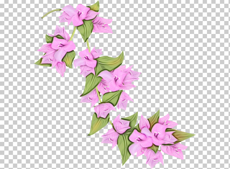 Flower Pink Plant Bougainvillea Lilac PNG, Clipart, Anthurium, Bellflower, Bellflower Family, Bougainvillea, Bouquet Free PNG Download
