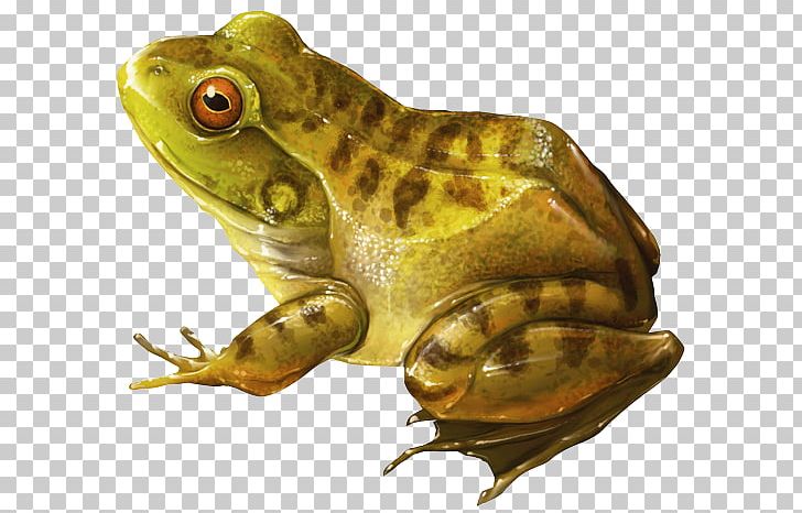 American Bullfrog Amphibian Toad YouTube PNG, Clipart, American Bullfrog, Amphibian, Rana, Toad, Youtube Free PNG Download