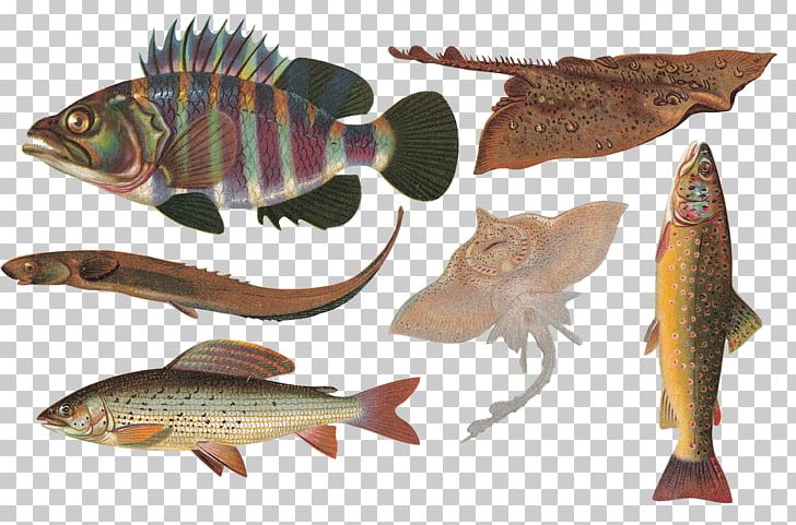 Fish Animal PNG, Clipart, Animal, Animals, Brown Trout, Cod, Cutthroat Trout Free PNG Download