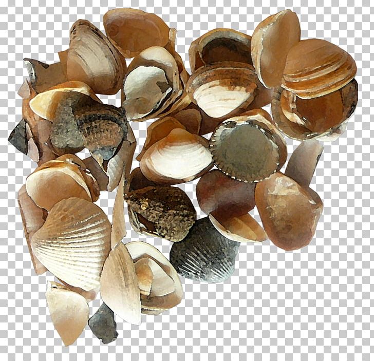 Seashell PNG, Clipart, Animals, Back, Clam, Clams Oysters Mussels And Scallops, Cockle Free PNG Download