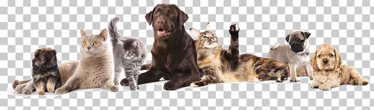 Birman Dog–cat Relationship Golden Retriever Veterinarian Pet PNG, Clipart, Animal Figure, Birman, Carnivoran, Cat, Catbird Free PNG Download
