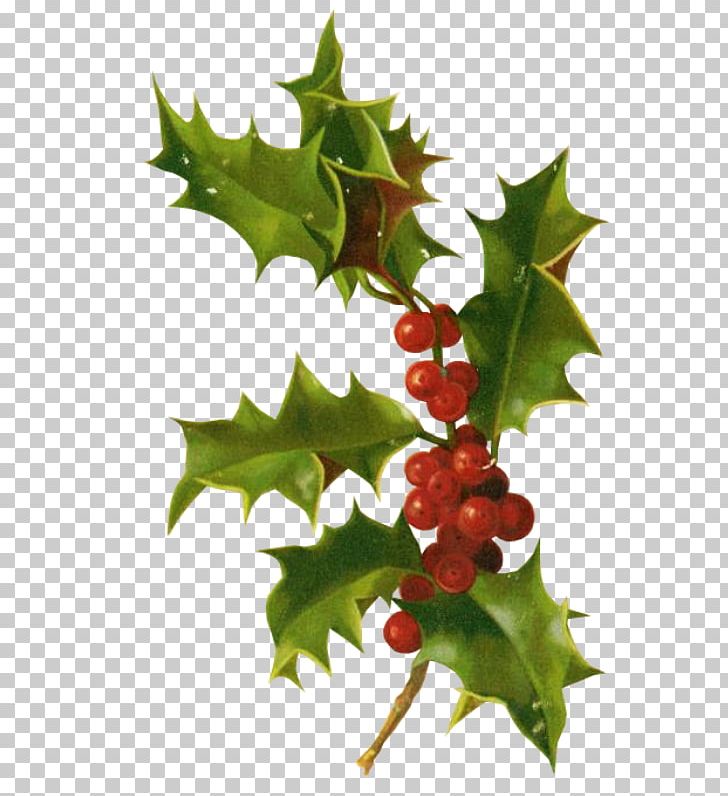 Holly Christmas Card Christmas Ornament PNG, Clipart, Aquifoliaceae, Aquifoliales, Christmas, Christmas Card, Christmas Ornament Free PNG Download