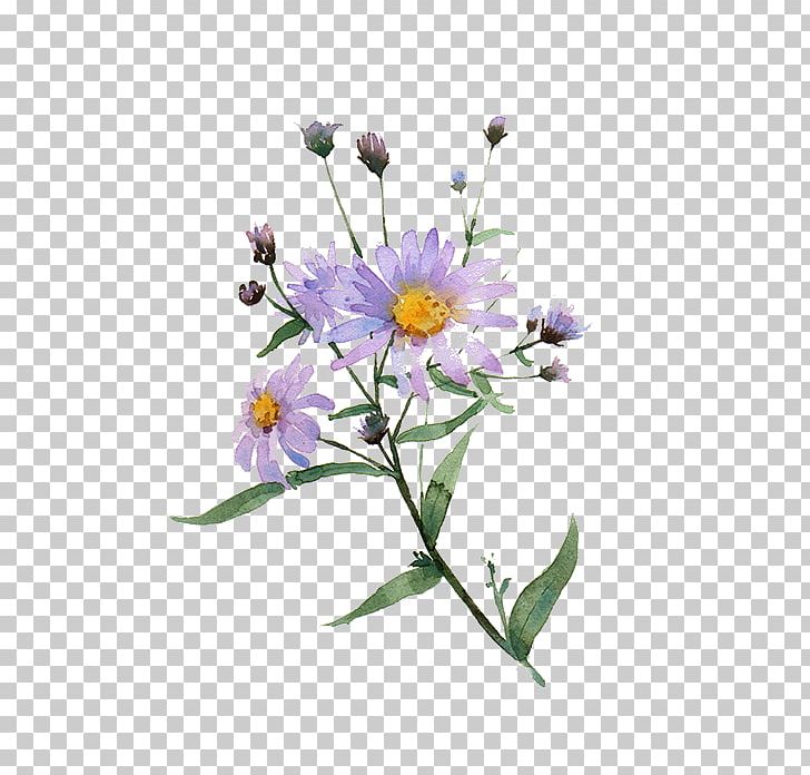 Chrysanthemum Indicum Illustration PNG, Clipart, Chr, Daisy Family, Decorative, Decorative Background, Encapsulated Postscript Free PNG Download