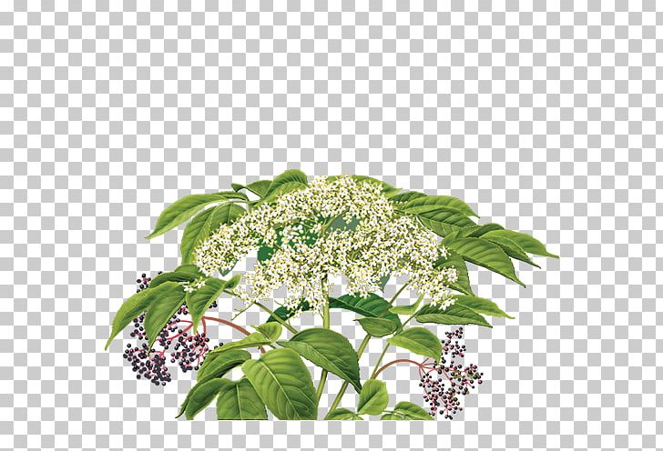 Elderflower Cordial Herbal Tea PNG, Clipart, Botanical, Botanical Illustration, Botany, Boxelder Maple, Catnip Free PNG Download