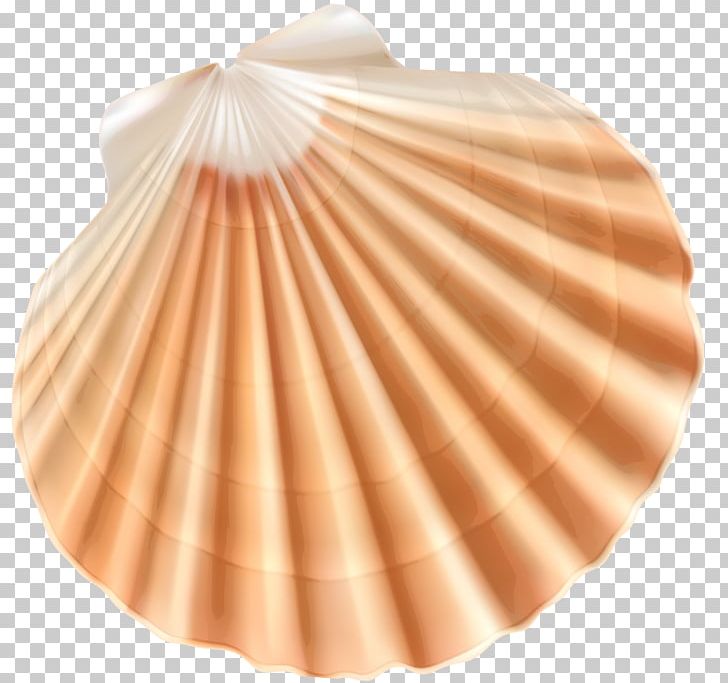 Seashell Clam PNG, Clipart, Beach, Clam, Clipart, Clip Art, Cockle Free PNG Download