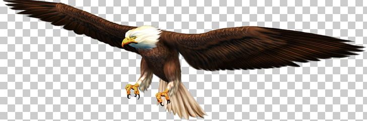 Bald Eagle Oryol Beak PNG, Clipart, Accipitriformes, Animal Figure, Animals, Bald Eagle, Beak Free PNG Download