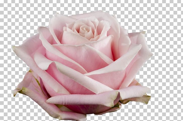 Garden Roses Cabbage Rose Floribunda Pink Avalanche Cut Flowers PNG, Clipart, Basketball, Closeup, Cut Flowers, Dancing Queen, Floribunda Free PNG Download