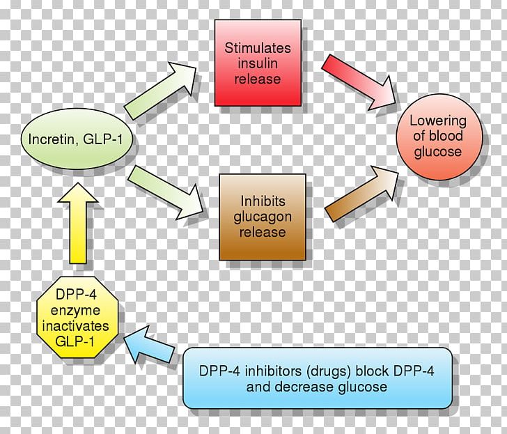 Glucagon-like Peptide-1 Receptor Agonist Dipeptidyl Peptidase-4 Inhibitor Liraglutide Incretin PNG, Clipart, Angle, Antiobesity Medication, Area, Brand, Communication Free PNG Download
