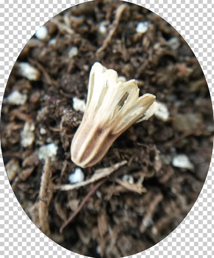 Seed Swap Scabious Morning Glory Plant PNG, Clipart, Bellflowers, Capsule, Diplacus Aurantiacus, Flower, Food Drinks Free PNG Download