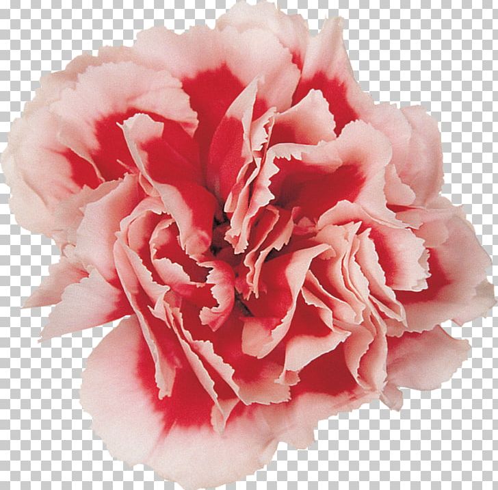 Carnation Cut Flowers Photography Flower Bouquet PNG, Clipart, Blue, Carnation, Cut Flowers, Degisik, Dianthus Free PNG Download