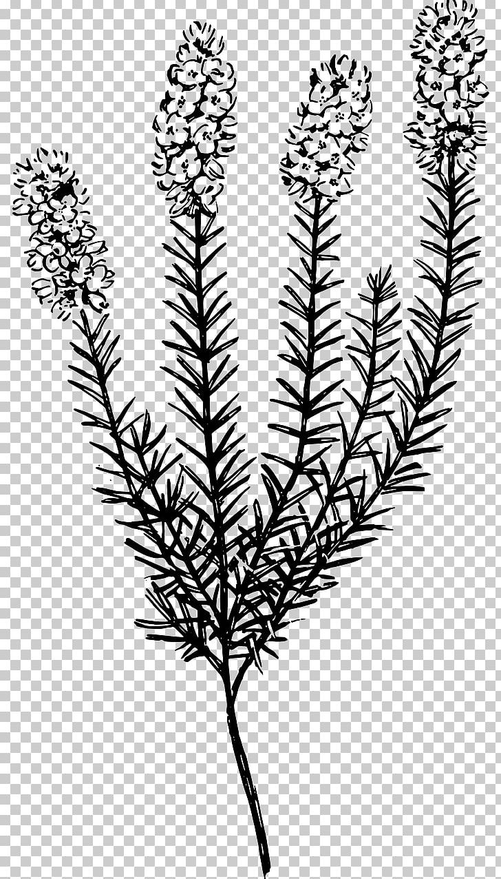 Computer Icons Desktop PNG, Clipart, Biyoloji, Black And White, Botanik, Botany, Branch Free PNG Download