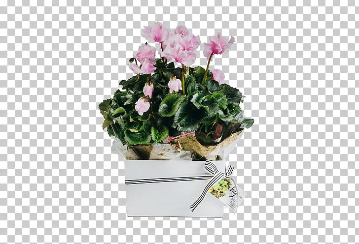 Cyclamen Houseplant Gift Cut Flowers PNG, Clipart, Cut Flowers, Gift Free PNG Download