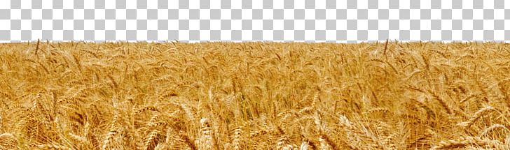 Durum Belgrade Bozeman Big Sky Spelt PNG, Clipart, Agriculture, Avena, Big Sky, Cereal, Cereal Germ Free PNG Download