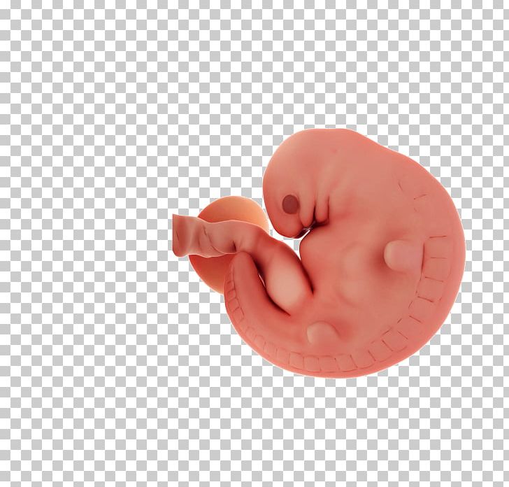 Embryo Pregnancy Uterus PNG, Clipart, Ear, Embryo, Embryogenesis, Fetus, Finger Free PNG Download