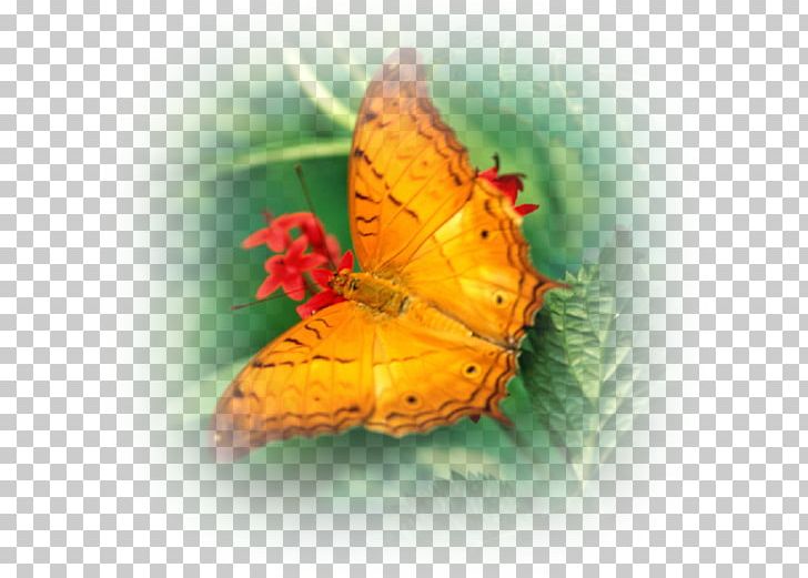 Monarch Butterfly Insect Desktop PNG, Clipart, Animal, Arthropod, Brush Footed Butterfly, Butterflies And Moths, Butterfly Free PNG Download