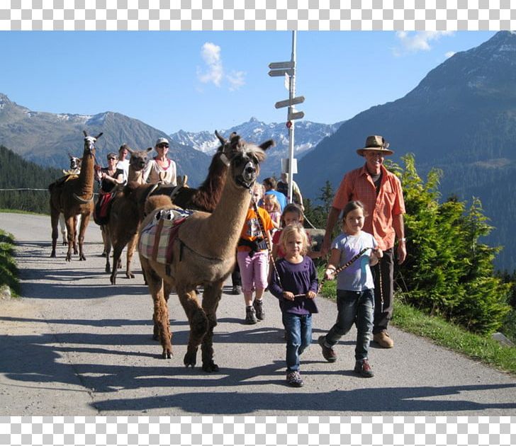 Montafon Kristbergbahn Silbertal GmbH Montafon Kristbergbahn Silbertal GmbH Horse On The Trail Of Silbi PNG, Clipart, Adventure, Camel Like Mammal, Horse, Horse Like Mammal, Livestock Free PNG Download