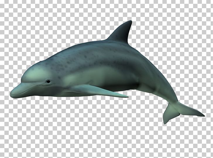 Spinner Dolphin Short-beaked Common Dolphin Common Bottlenose Dolphin Striped Dolphin Rough-toothed Dolphin PNG, Clipart, Cetacea, Dolphin, Fauna, Longbeaked Common Dolphin, Mammal Free PNG Download