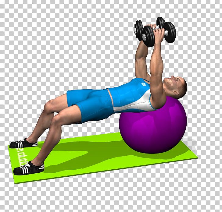 Exercise Balls Physical Fitness Dumbbell Crunch Bench PNG, Clipart, Arm, Balance, Bench, Bench Press, Bosu Free PNG Download