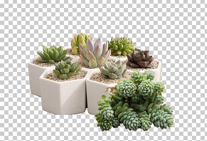 Flowerpot Plant Bonsai PNG, Clipart, Bonsai, Cactaceae, Cactus, Creative, Decoration Free PNG Download