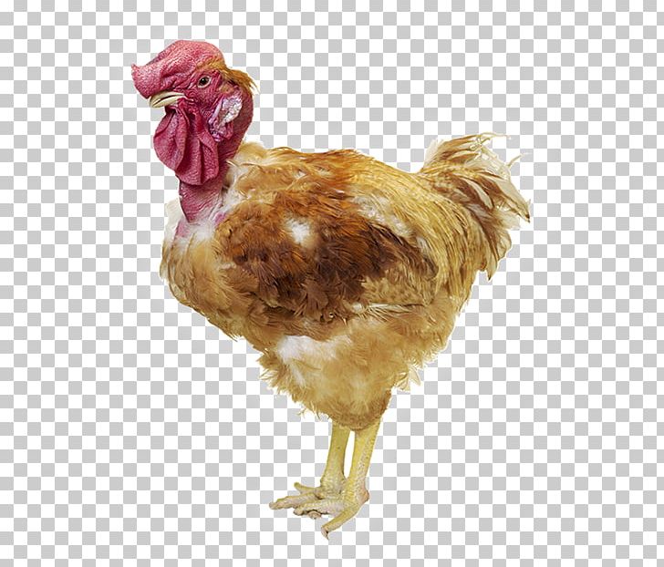 Rooster Creole Chicken Rhode Island Red Naked Neck Poultry Production PNG, Clipart, Beak, Bird, Breed, Chicken, Chicken As Food Free PNG Download