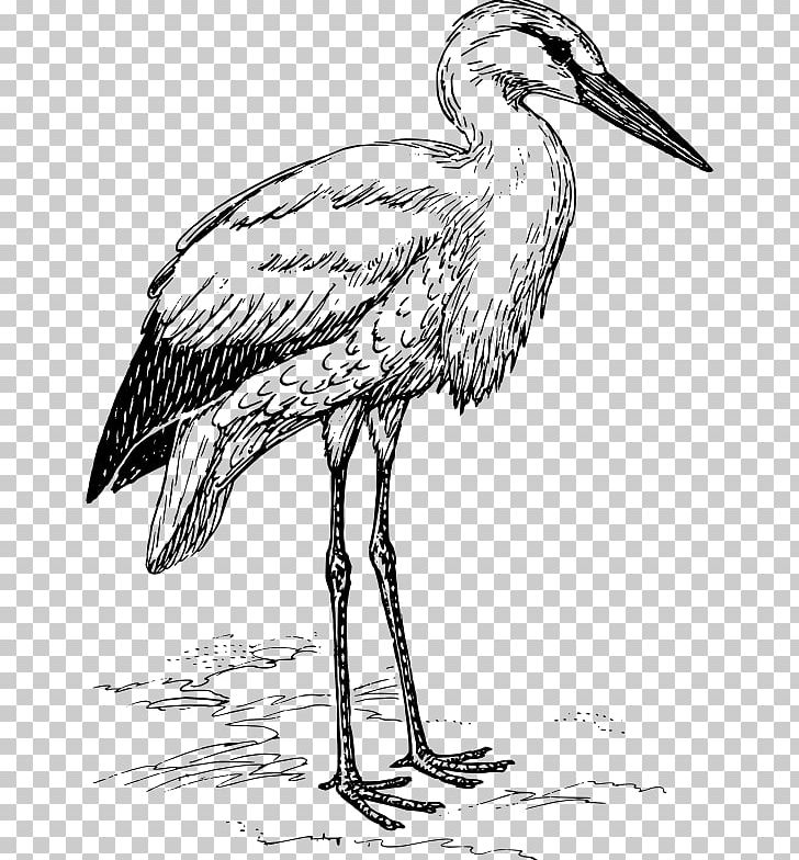 White Stork Heron Marabou Stork Bird PNG, Clipart, Animals, Art, Beak, Bird, Black And White Free PNG Download