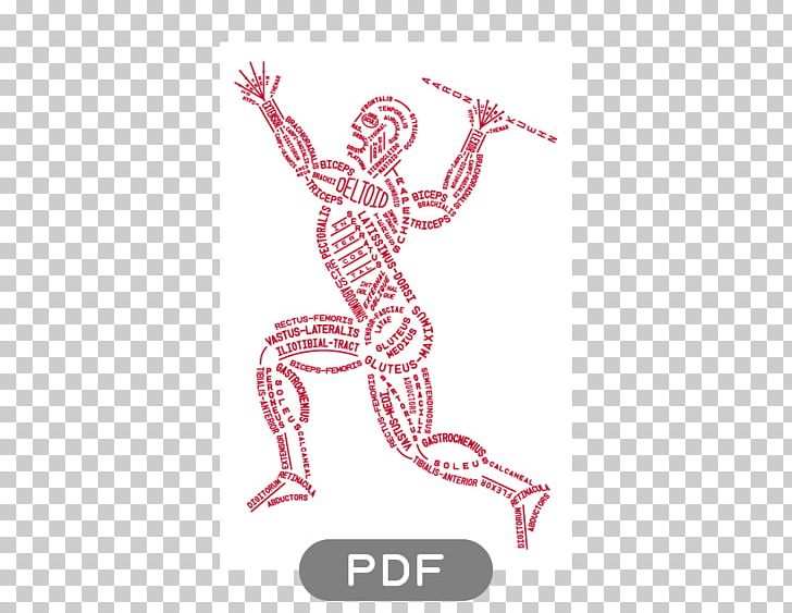 Human Skeleton Anatomy Human Body Muscle PNG, Clipart, Anatomy, Angle, Arm, Computer Wallpaper, Fantasy Free PNG Download