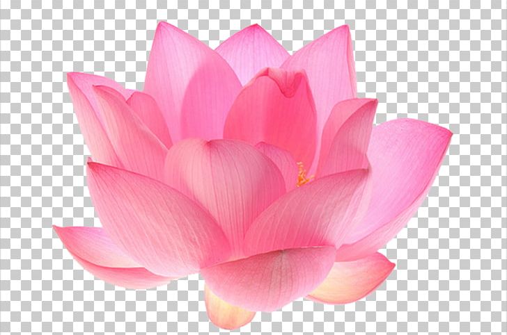 Nelumbo Nucifera Flower Water Lily Seed PNG, Clipart, Aquatic Plant, Closeup, Flowering Plant, Green, Hand Drawn Free PNG Download